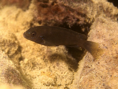 Chindongo minutus 'Nkhata Bay'